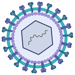 RVvictor: virus RNA-directed molecular interactions during RNA virus ...